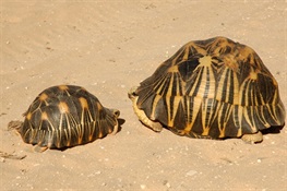 China Sentences International Ring of Radiated Tortoise Smugglers